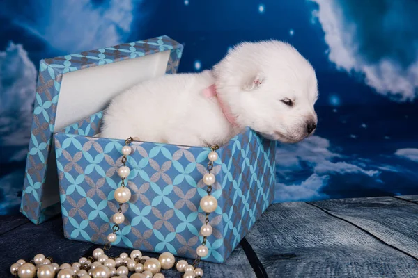 Branco fofo pequeno cachorro Samoyed cão em uma caixa de presente — Fotografia de Stock
