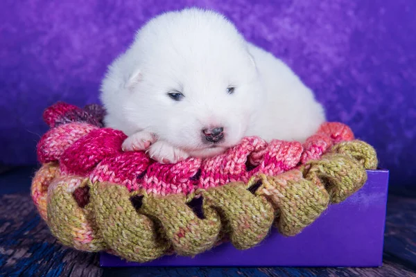 White fluffy small Samoyed puppy dog in a Christmas gift box — Stock Photo, Image
