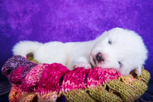 Blanco esponjoso pequeño perro cachorro Samoyed en una caja de regalo de Navidad — Foto de Stock