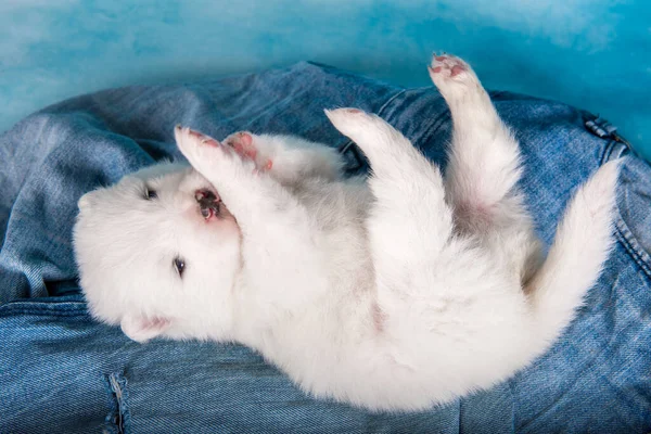 Blanco esponjoso pequeño perro cachorro Samoyed en fondo vaqueros azules —  Fotos de Stock