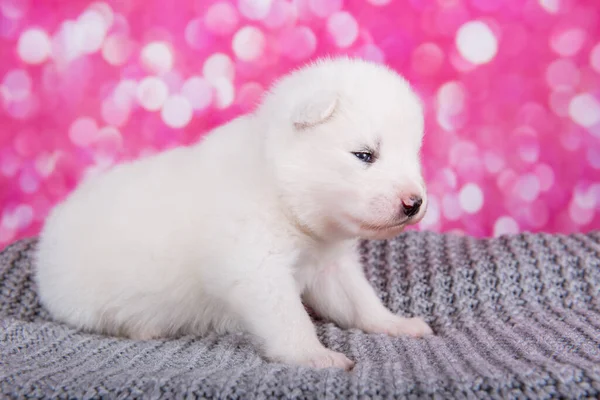 白いふわふわ小さいsamoyed子犬上のグレーニットラップ — ストック写真