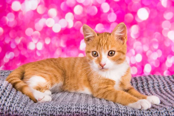 Веселый и забавный симпатичный рыжий котенок на розовом фоне — стоковое фото