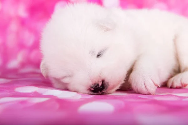 Branco fofo pequeno cachorrinho Samoyed cão no fundo rosa — Fotografia de Stock