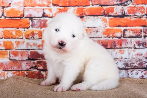 Small two weeks age old cute white Samoyed puppy dog — Stock Photo, Image