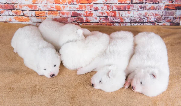 Beş küçük iki haftalık sevimli beyaz Samoylu köpek yavrusu. — Stok fotoğraf