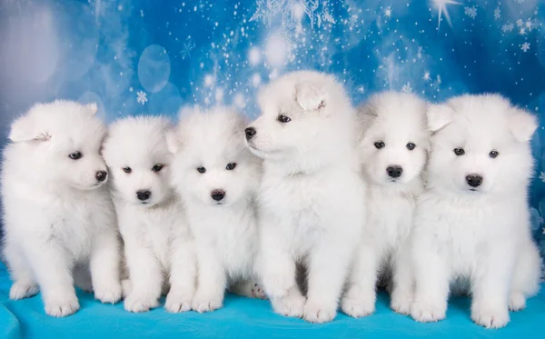 Blanc six petits chiots gonflés Samoyed chiens sont assis sur la couverture bleue — Photo