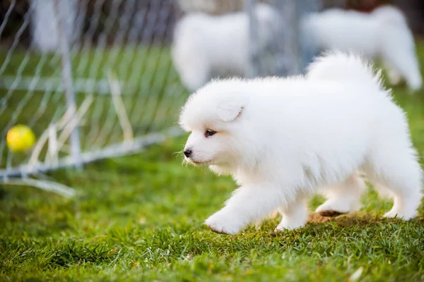 잔디 위를 뛰어다니는 사랑 스러운 사모예드 강아지 — 스톡 사진