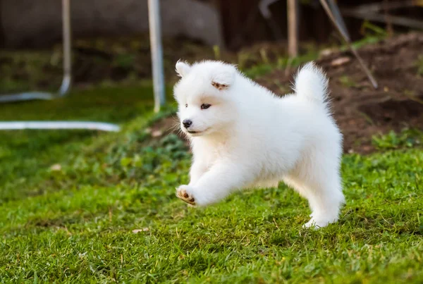 Adorable cachorro samoyedo corriendo por el césped —  Fotos de Stock