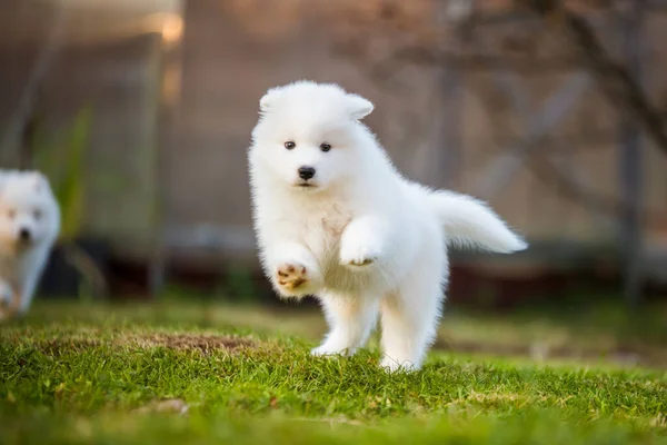 Adorable cachorro samoyedo corriendo por el césped —  Fotos de Stock