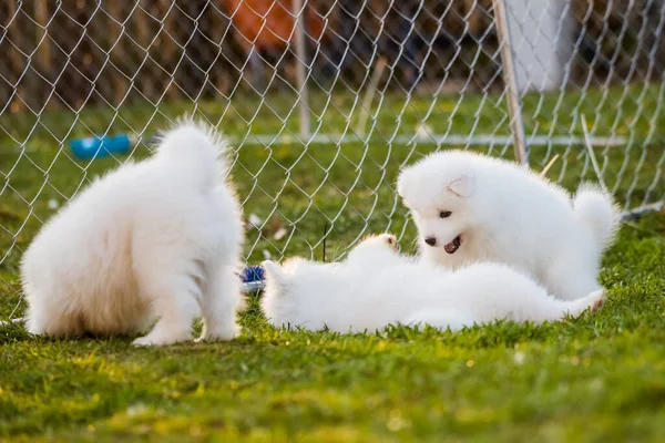 Grappig pluizig wit Samoyed puppies honden spelen — Stockfoto