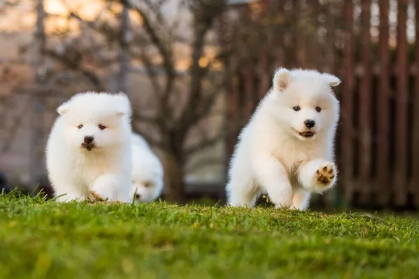 Lustige flauschige weiße Samojewelpen Hunde spielen — Stockfoto