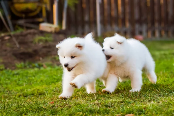 Roliga fluffiga vita Samojade valpar hundar leker — Stockfoto