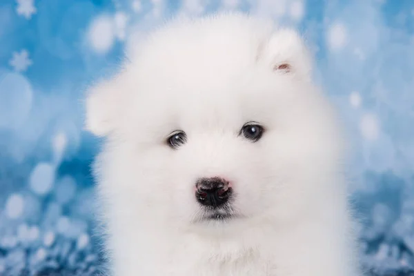 ホワイトふわふわ小さなサムイェー子犬犬マズル閉じますアップ — ストック写真
