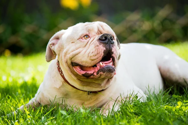 Πορτρέτο του ισχυρού αναζητούν White American Bulldog σε εξωτερικούς χώρους — Φωτογραφία Αρχείου