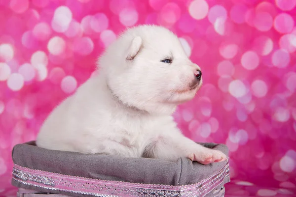 Gemelos De Cachorro Encantador Blanco Gemelos De Perro Peque 