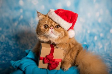 Kırmızı Noel Baba şapkalı İran kedisi