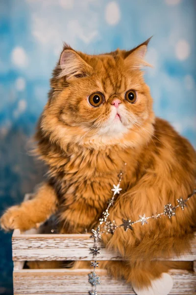 Persian cat on a blue Christmas background with snow — Stock Photo, Image