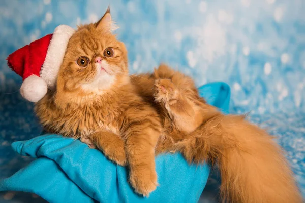 Злой кот в красной шляпе Санта Клауса на Рождество — стоковое фото