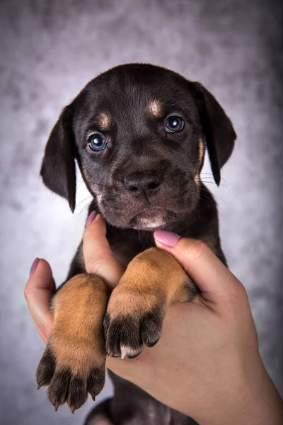 Louisiana Catahoula Leopard Hund valp på händerna — Stockfoto