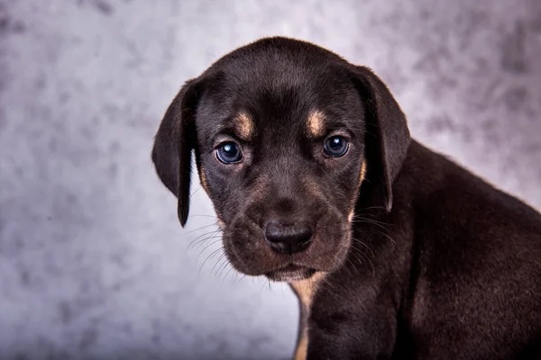 Louisiana Catahoula Leopard Hondenpup close-up portret — Stockfoto