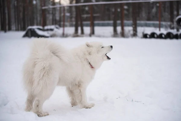 Собака гавкає. Самойдський білий собака на сніговому тлі зовні — стокове фото
