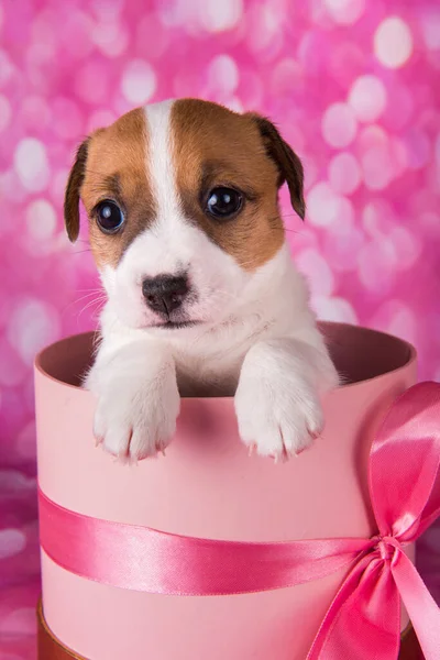 Şirin Jack Russel Teriyer köpeği pembe hediye kutusunda — Stok fotoğraf