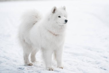 Samoyed beyaz köpek dışarıda kar altında.