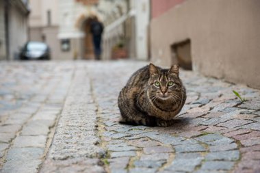 Şirin Jack Russel Teriyer köpeği pembe hediye kutusunda