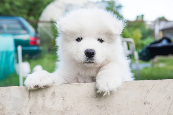 ลูกสุนัขสีขาวปุยซามี่แอบมองออกจากรั้ว — ภาพถ่ายสต็อก