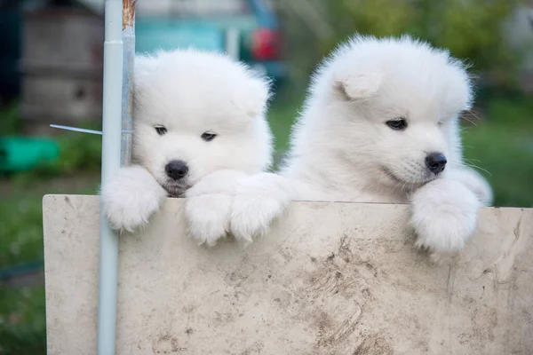 Twee witte pluizige Samoyed puppies gluuren uit het hek — Stockfoto