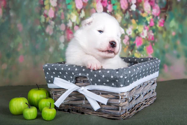White fluffy small Samoyed puppy dog in a basket with apples — Stock Photo, Image
