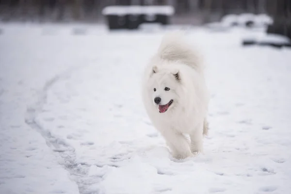 Samoyedo perro blanco está corriendo en la nieve fuera —  Fotos de Stock