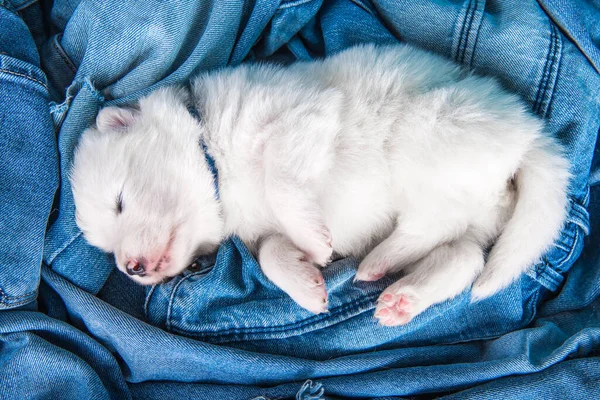 Beyaz tüylü, küçük Samoyed kot pantolonlu yavru köpek. — Stok fotoğraf