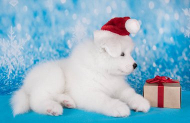 Kırmızı Noel Baba şapkalı beyaz komik Samoyed yavru köpek.