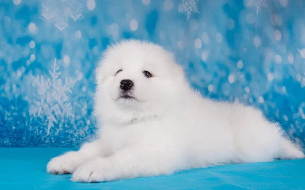 Blanco peludo pequeño perro cachorro Samoyed está sentado en manta azul —  Fotos de Stock