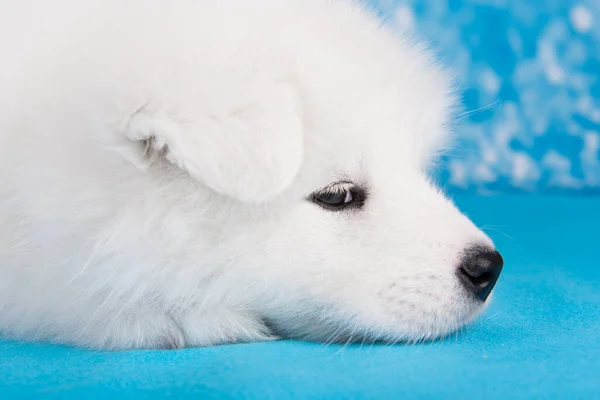 Witte pluizige kleine Samoyed puppy hond slaapt op blauwe deken — Stockfoto