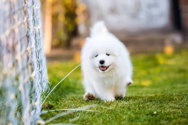 Schattige Samoyed puppy loopt op het gazon — Stockfoto