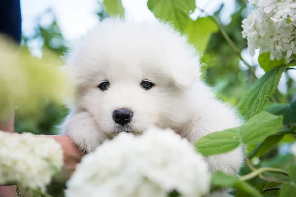 Beyaz tüylü Samoyed köpeğini tutan kadın eller — Stok fotoğraf
