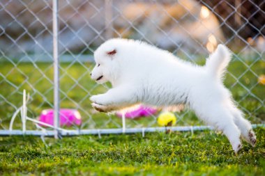 Sevimli Samoyed köpek yavrusu çimlerde koşuyor