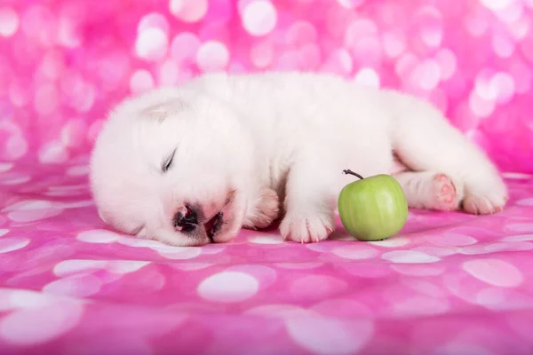 Білий пухнастий маленький самогубний щенячий собака на рожевому фоні — стокове фото