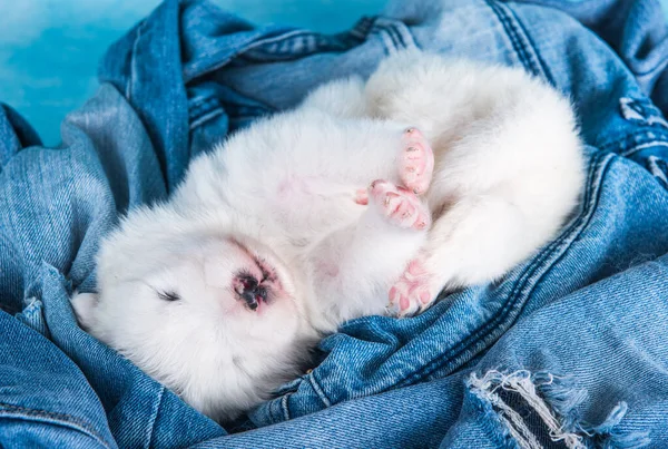 Petit chien chiot Samoyed moelleux blanc sur fond de jean bleu — Photo