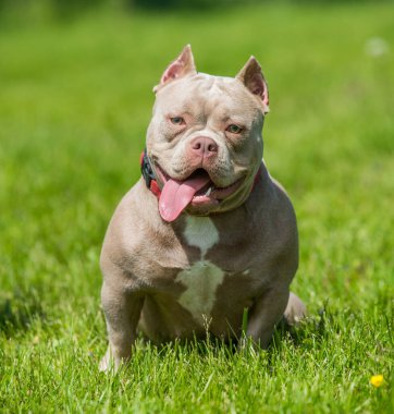 Amerikan kabadayı köpek yavrusu yeşil çimlerde oturuyor.