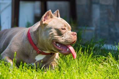 Leylak rengi Amerikan zorba köpek yavrusu yeşil çimlerde yatıyor.