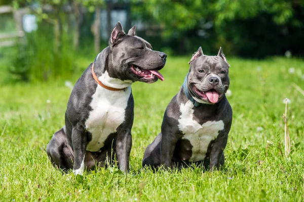 Pelo azul American Staffordshire Terrier y American Bully perros — Foto de Stock