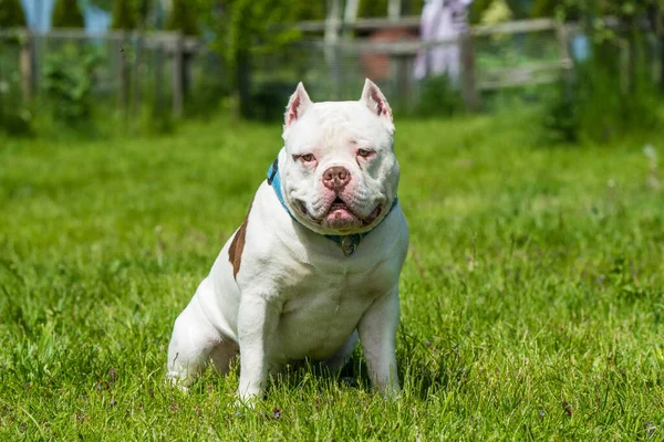 White American Bully dog male portrait outside on green grass. — Stock Fotó