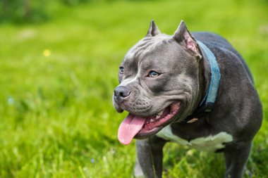 Mavi saçlı Amerikalı zorba köpek kadın yakın plan portresi