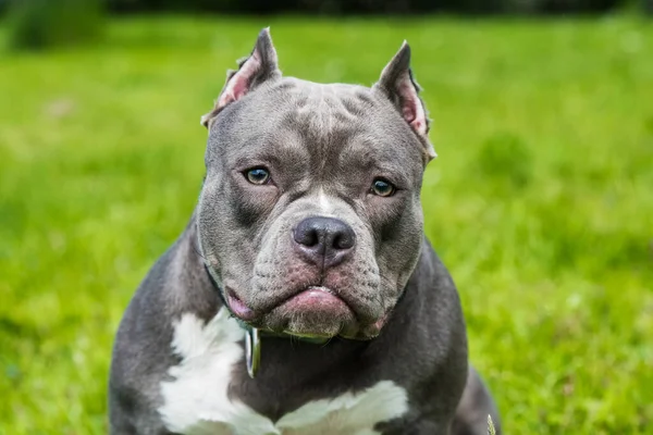 Cabelo azul American Bully cão fêmea closeup retrato fora — Fotografia de Stock