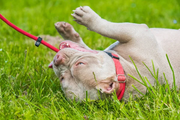Сирень цвета Американский булли собака лежит на зеленой траве — стоковое фото