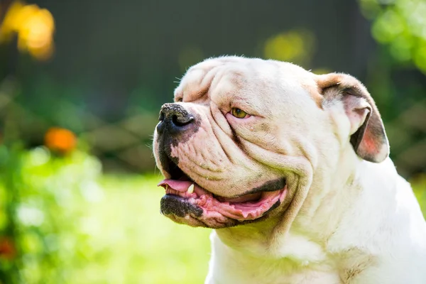 Profil portré erős látszó White American Bulldog szabadban — Stock Fotó