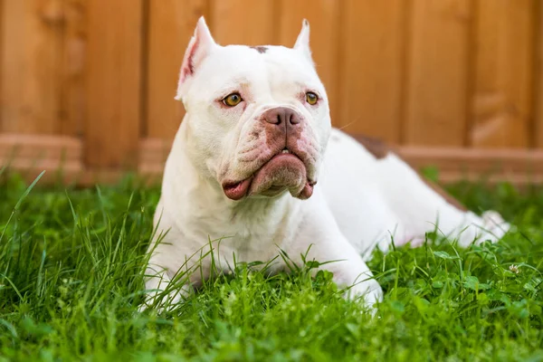 American Bully female dog is on green grass — Photo